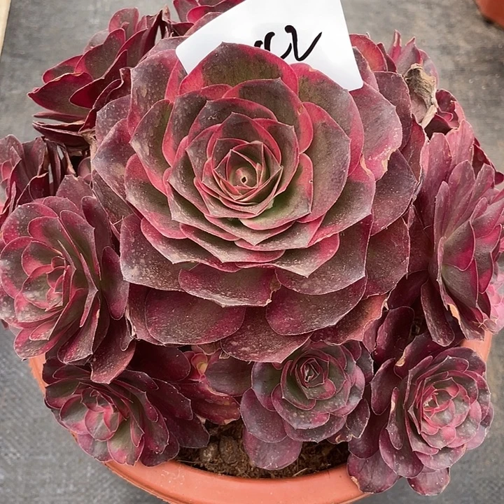 昆明发1242魅金玫瑰锦