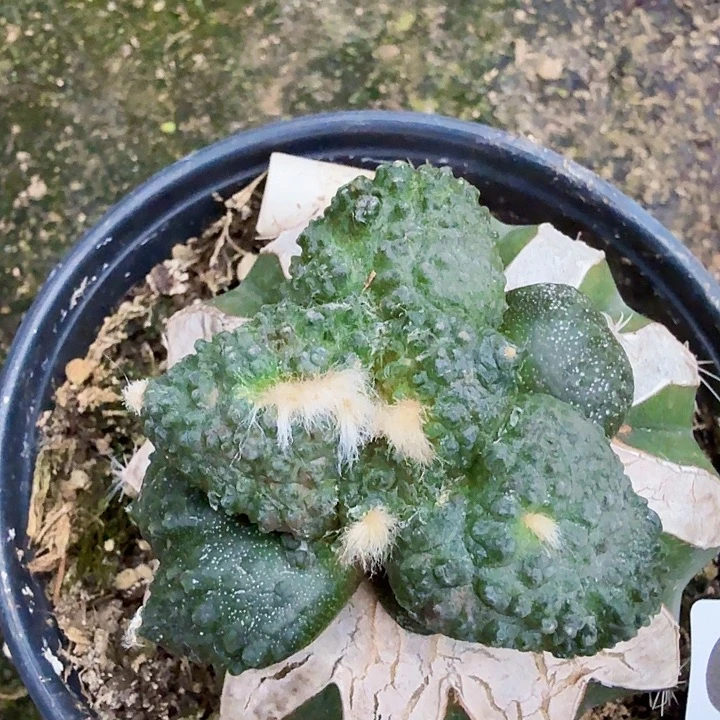 p***i无花朵916大尤哥斯拉东七