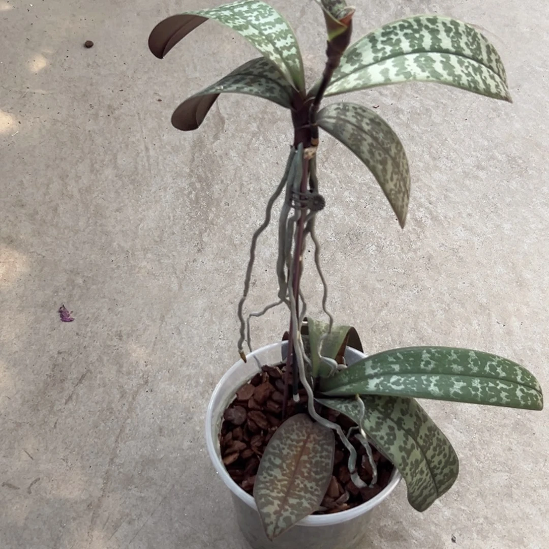 大部分开放少量花苞山采银叶