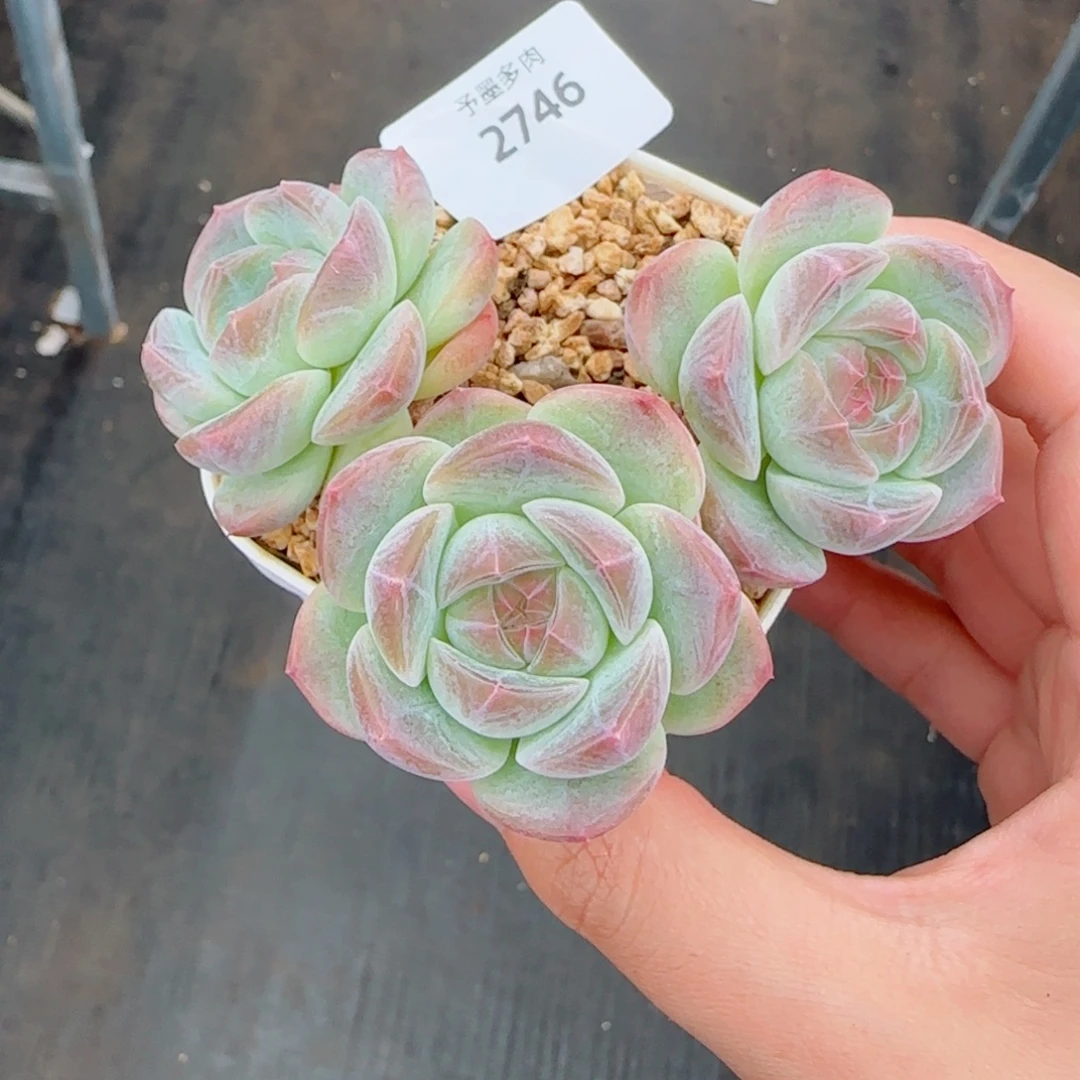 流心珍妮，2746多肉植物