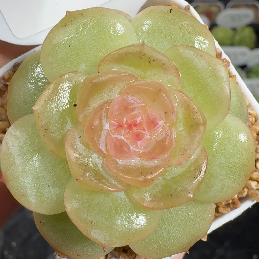 0923-107-芳草一九