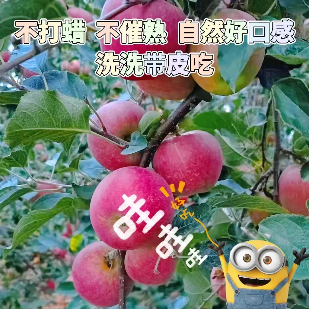 昭通冰糖心丑苹果脆甜多汁产地直发