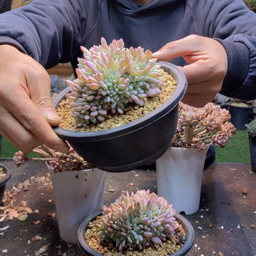 秋之霜缀12公分起发