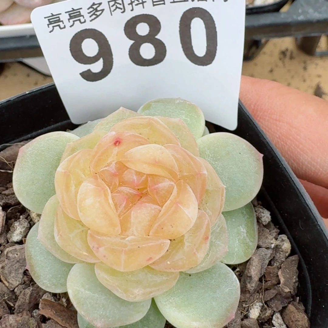 黄桃         精品多肉