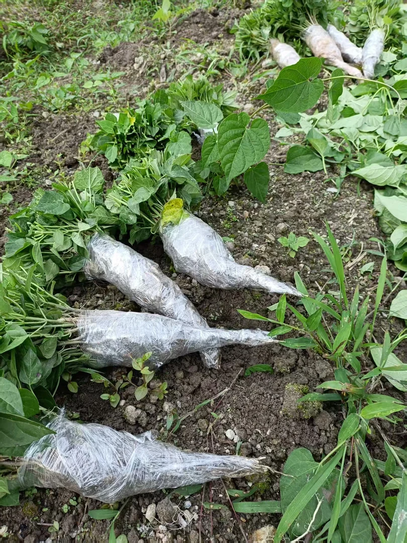 贵州隔山消白首乌苗隔山撬特色绿植庭院观赏基地直发包邮