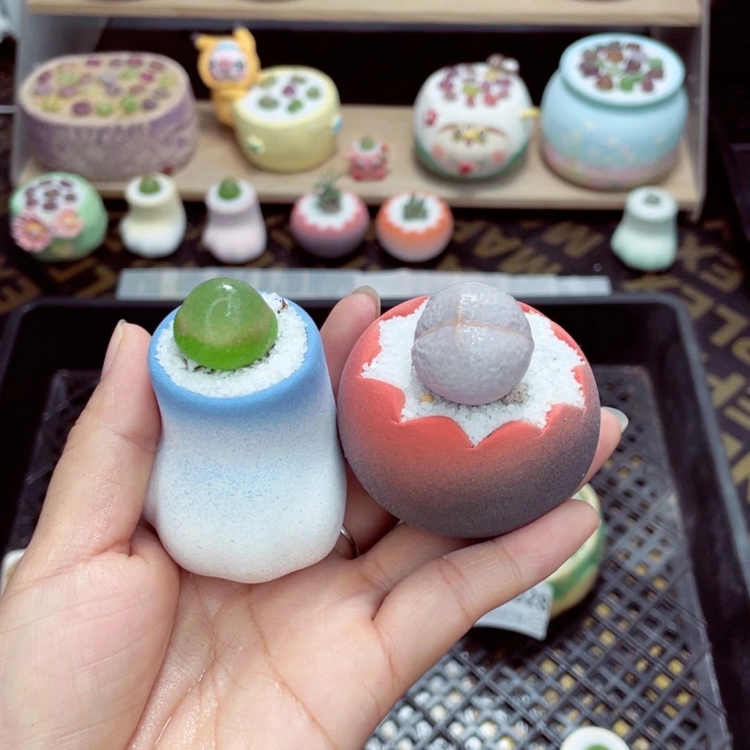 ****aw5034 带盆土发货一物一拍