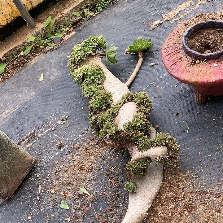 微瑕碧螺春缀化脱土发货啊