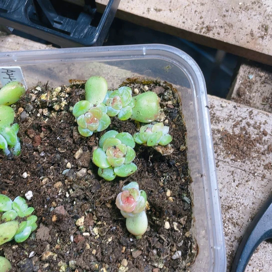 月影系珍妮中苗一个满25包邮