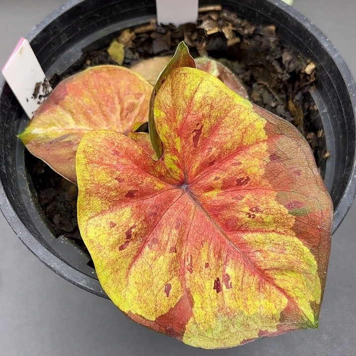 234-0530月光广东现货