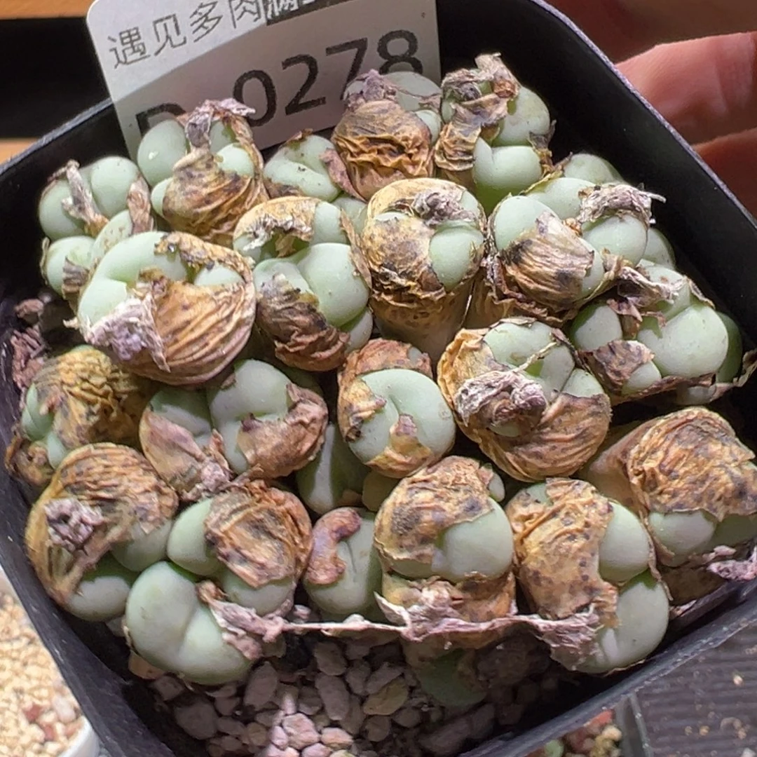 *****多肉植物1111111111