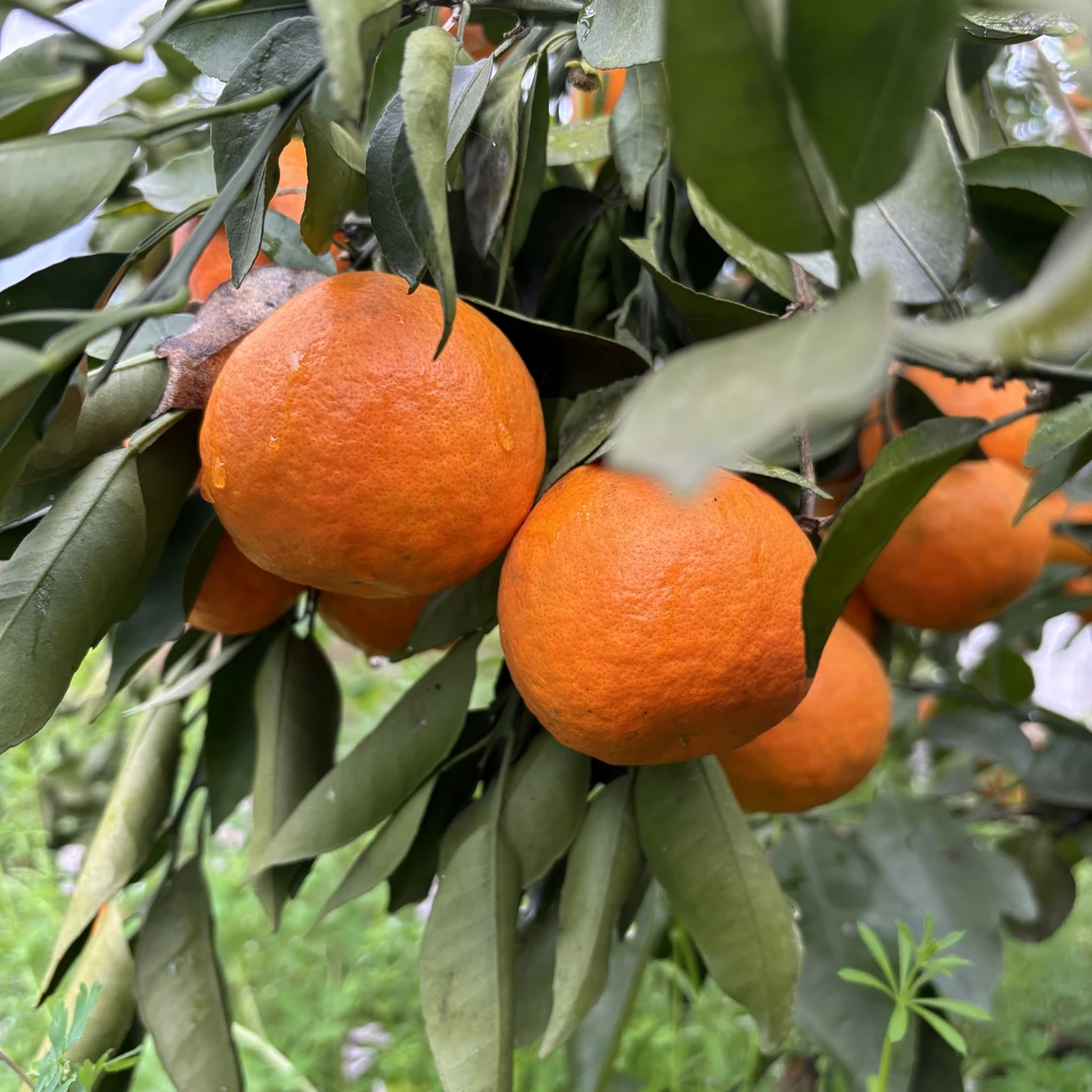 【毕支书推荐】四川资阳祥符本地村民自种明日见
