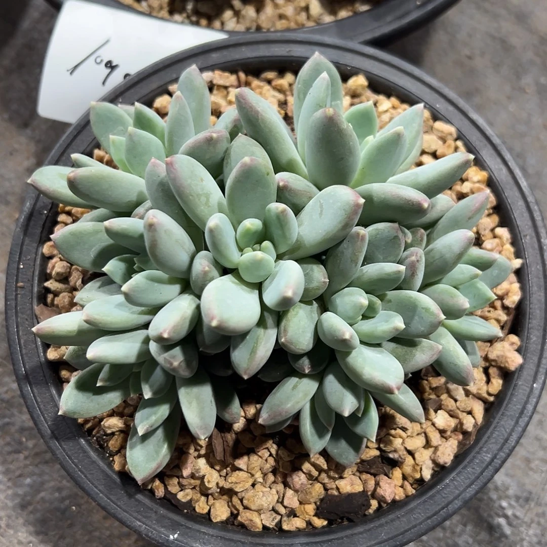 1089923 TNG美人群生无砍8头