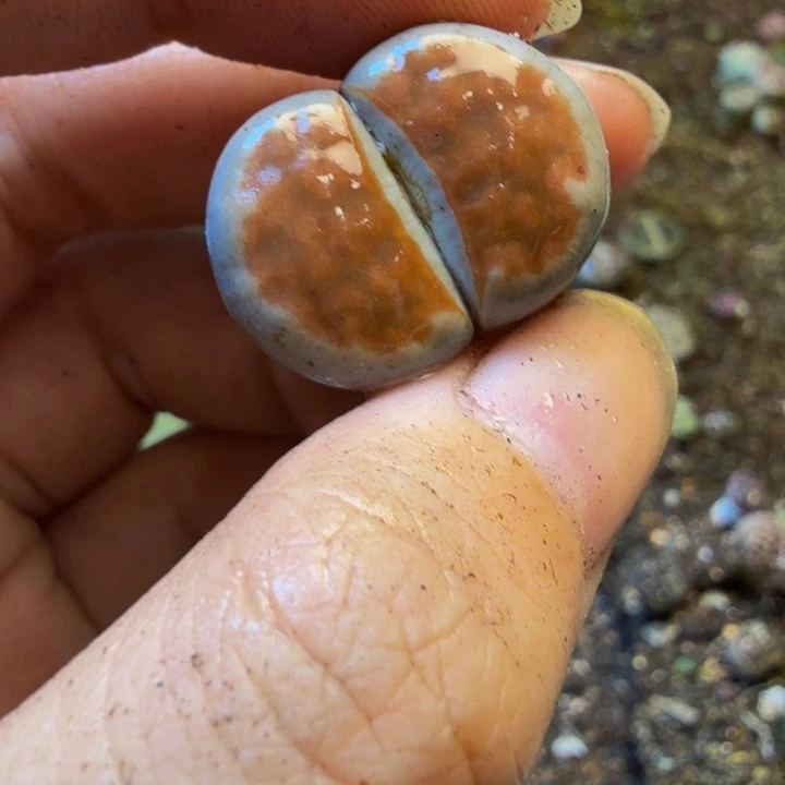 ****木多肉葡萄的季节性好JJ