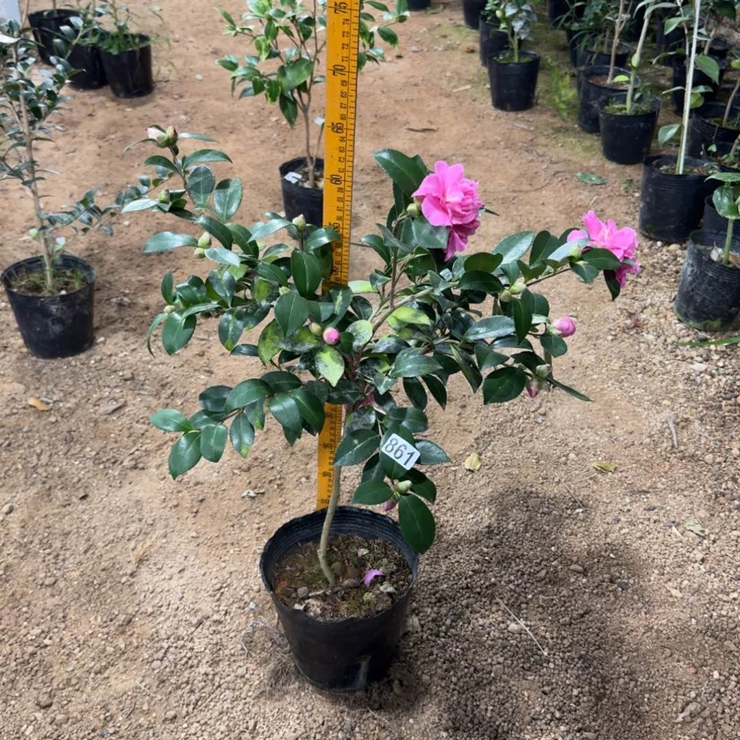 少量花朵（建议范围：2朵-5朵 或40%以下）861昭和