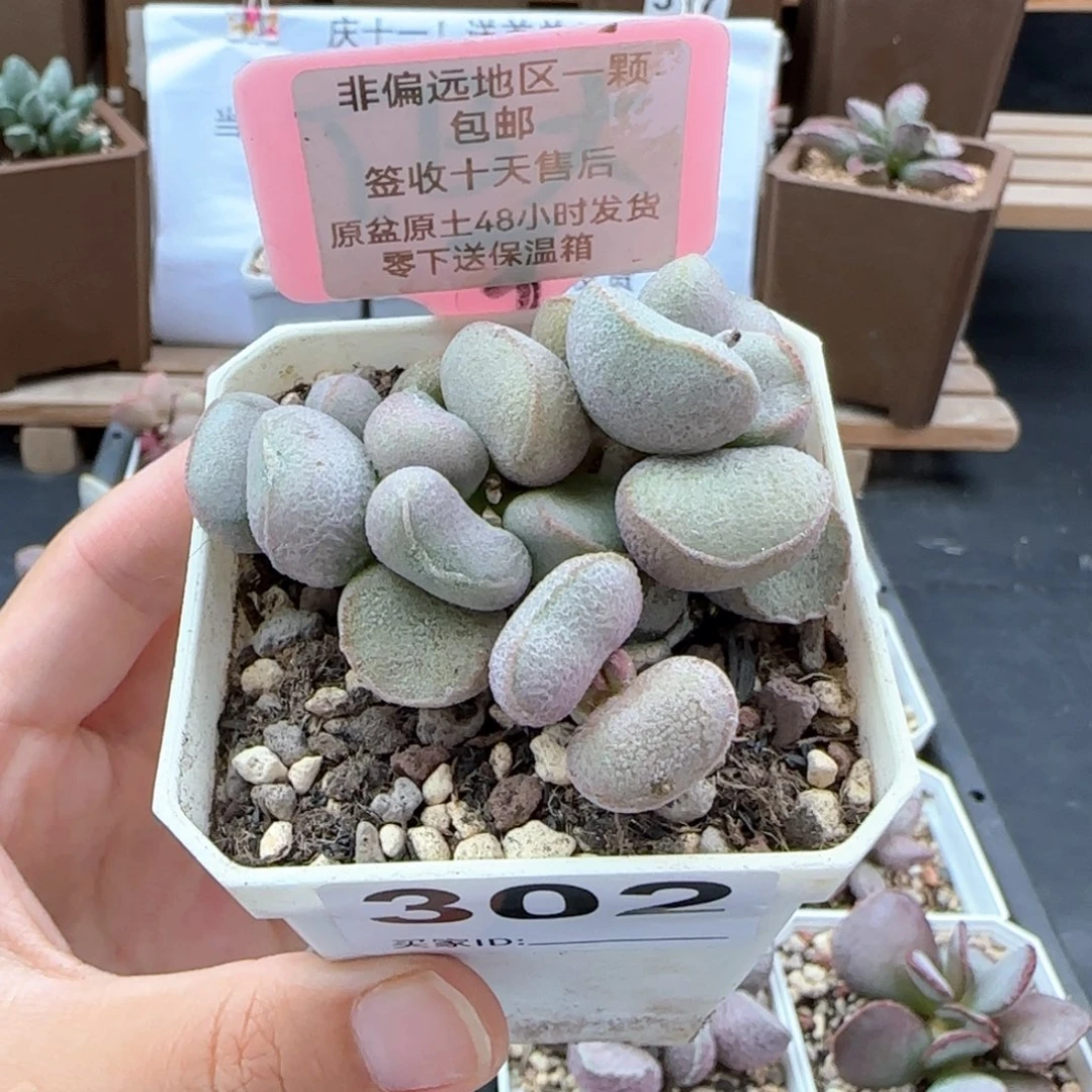 302黛安娜多肉植物