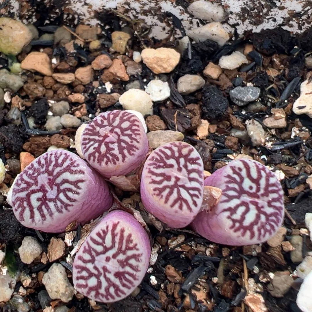 82多肉植物百科知识