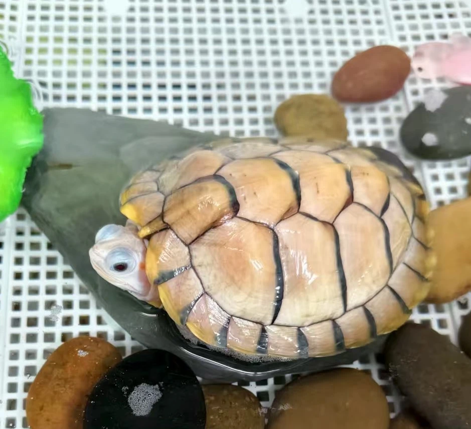 （直播间选龟）专用链接