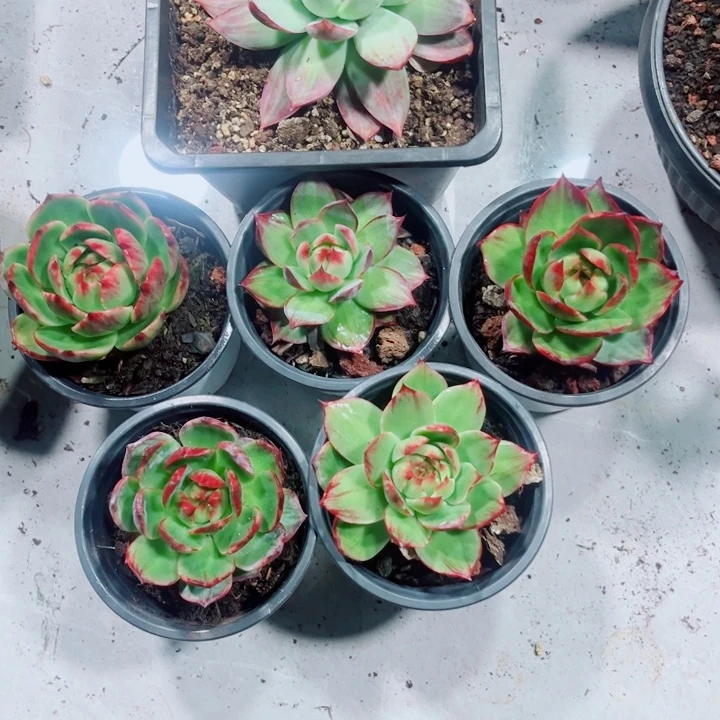 超***8惊鸿仙子多肉植物A010一起6棵