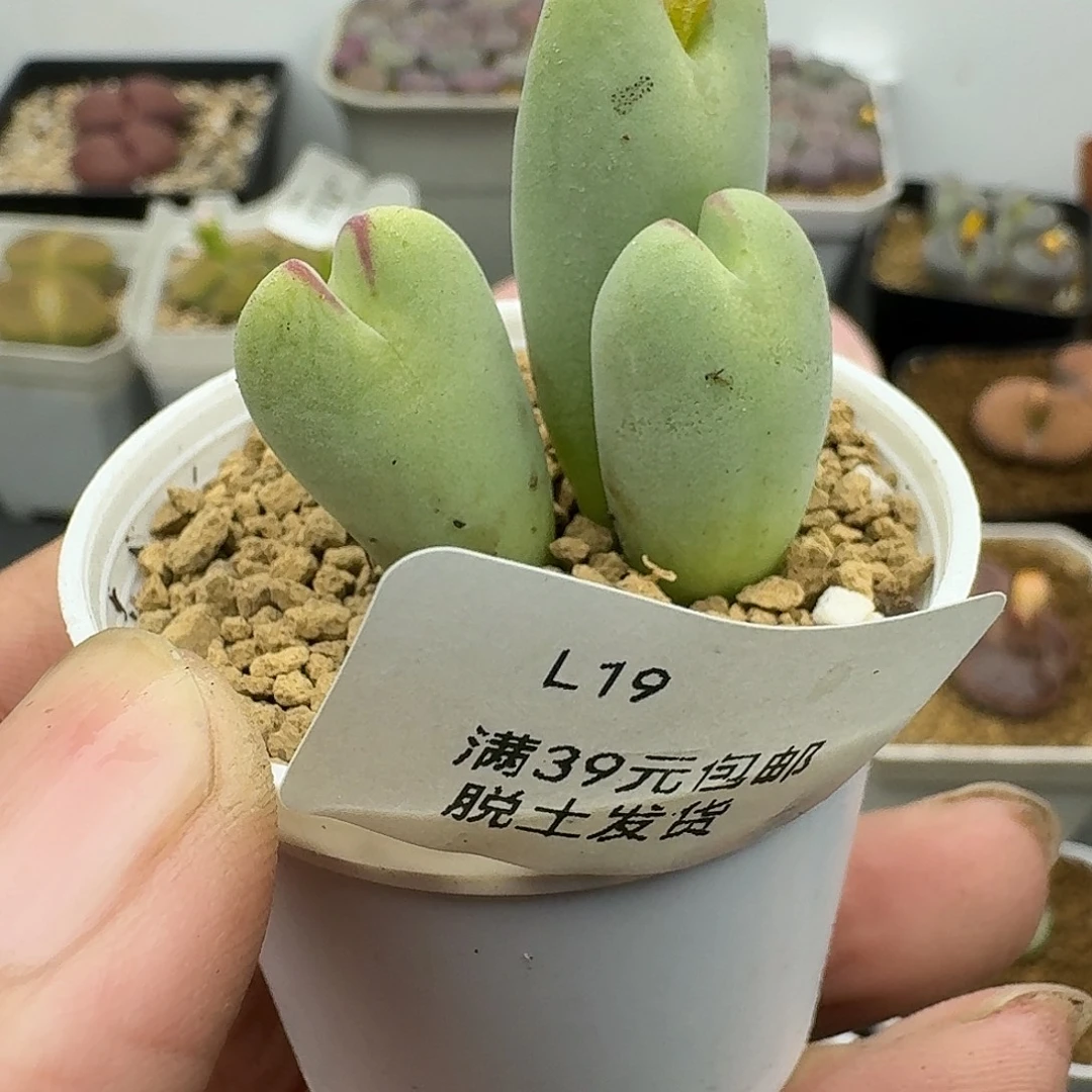 19多肉哈哈哈哈哈哈