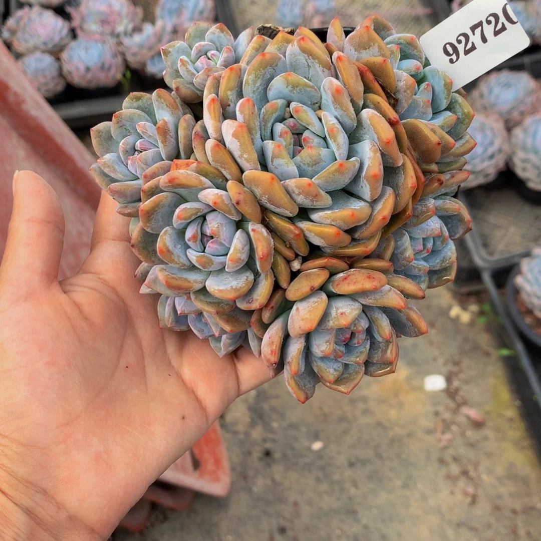 92720多头星影嗯嗯嗯嗯嗯好