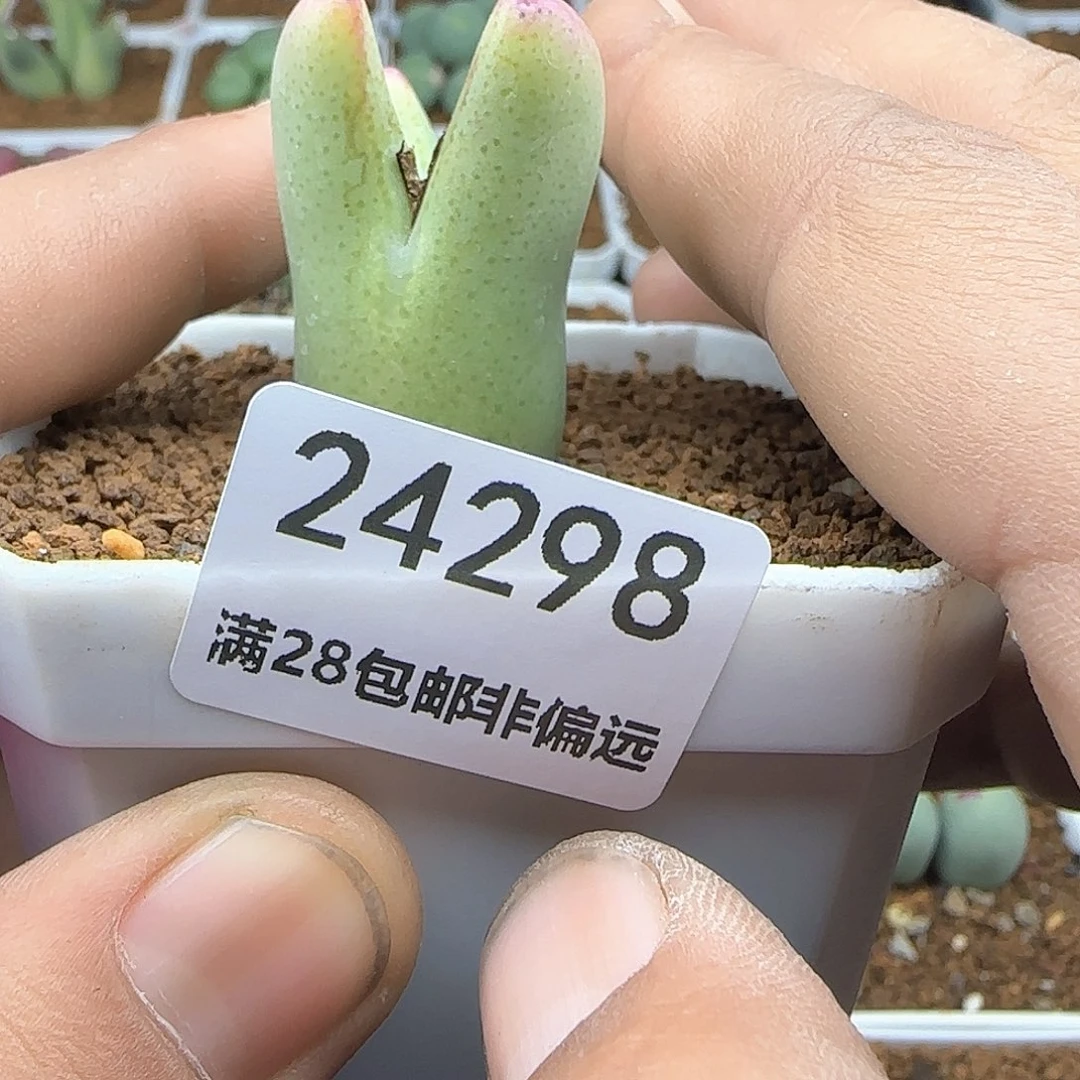 世*华脱土年后发货24298