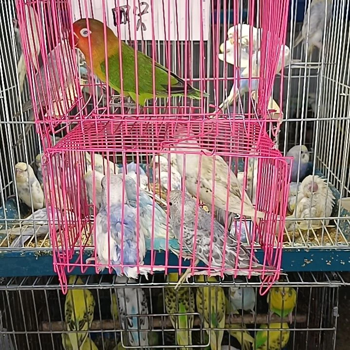 虎皮鹦鹉一物一拍