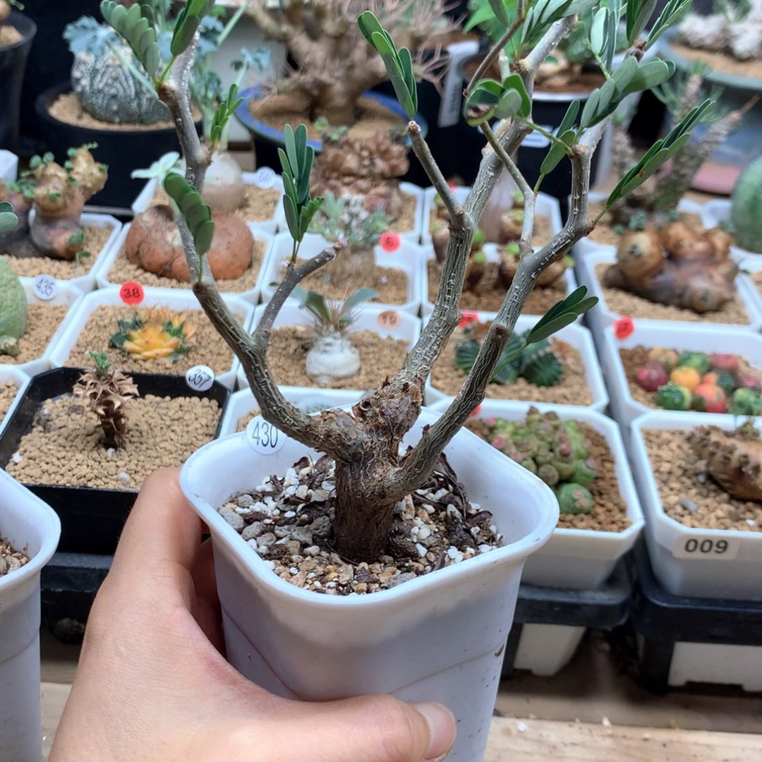 土***鼠四苏木带盆实生430
