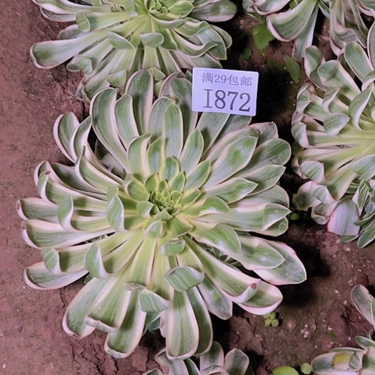 872青莲多肉植物