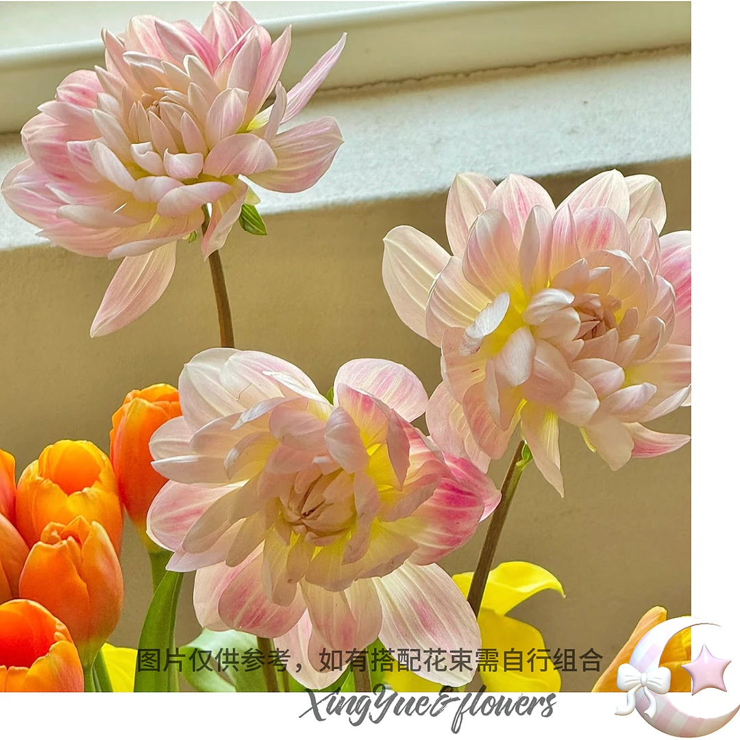 【星玥鲜花】凯尔盖安大丽花 大丽花中的女明星