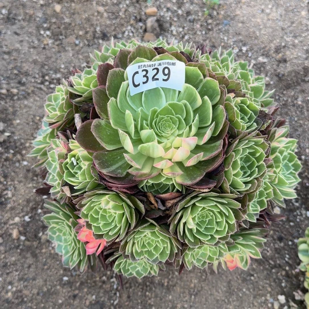 329万花筒多肉植物