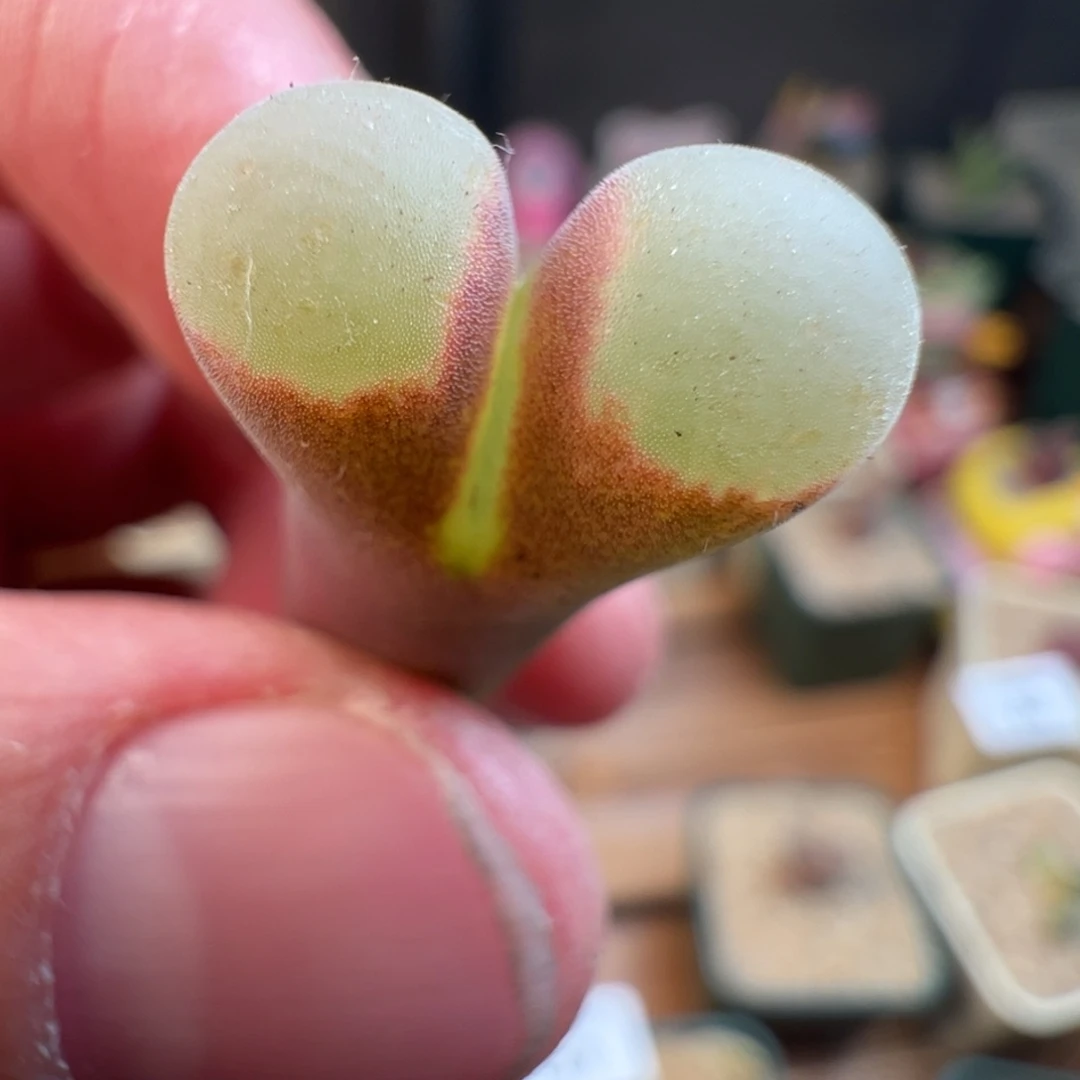 160号，青蛙1804.2………………