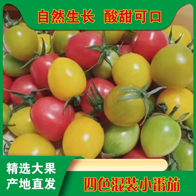 【四色搭配】多彩圣女果小番茄新鲜好吃酸甜爆汁产地直发【顺丰直发】