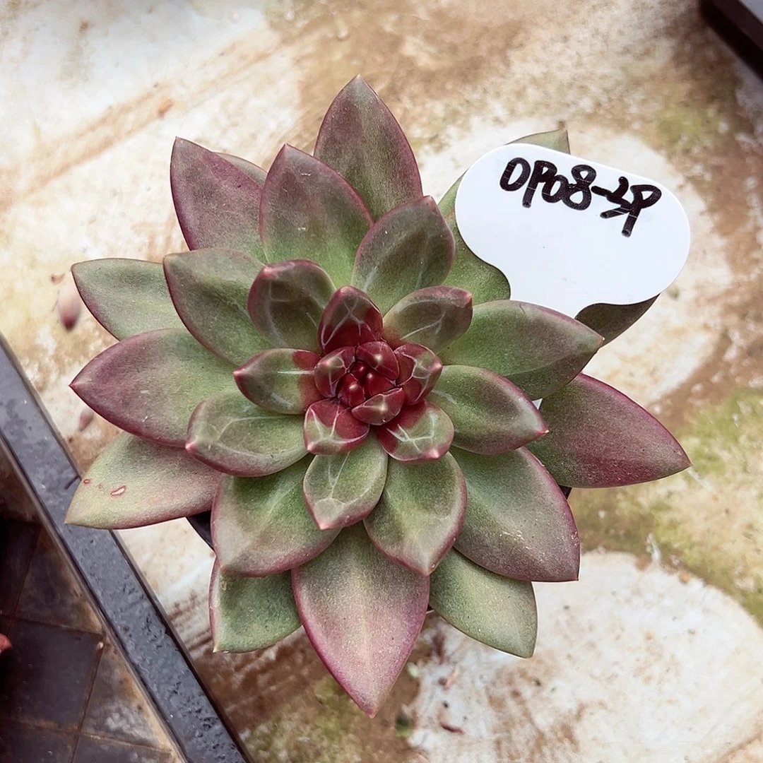 0908-39宽体迷雾泡泡