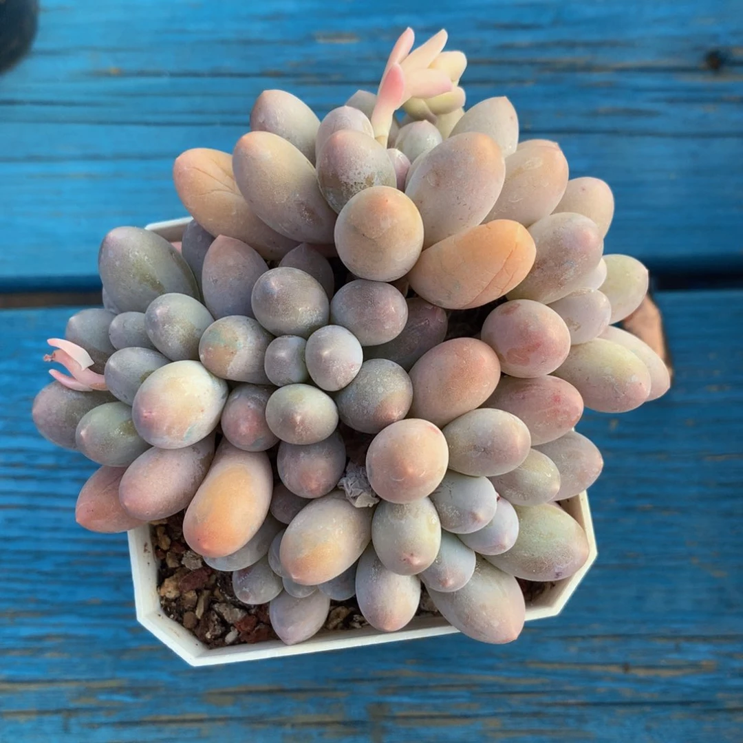 精品汤圆多肉一物一拍