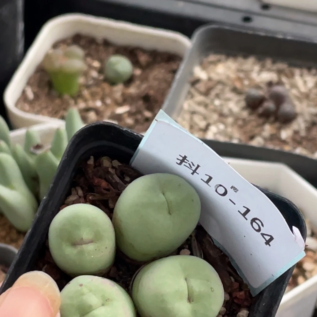 一***灰10-164肉锥多肉植物