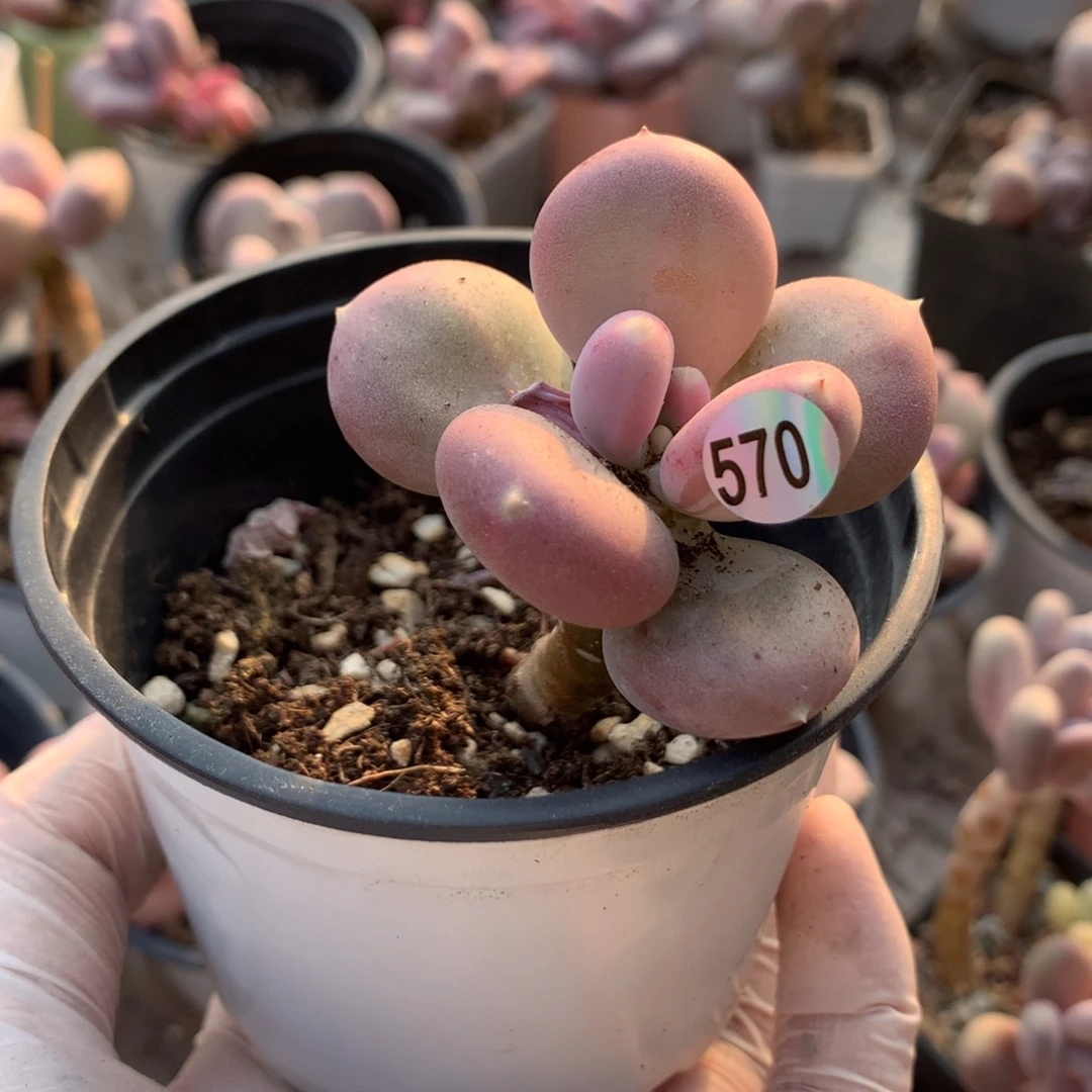 小屁桃多肉570哈