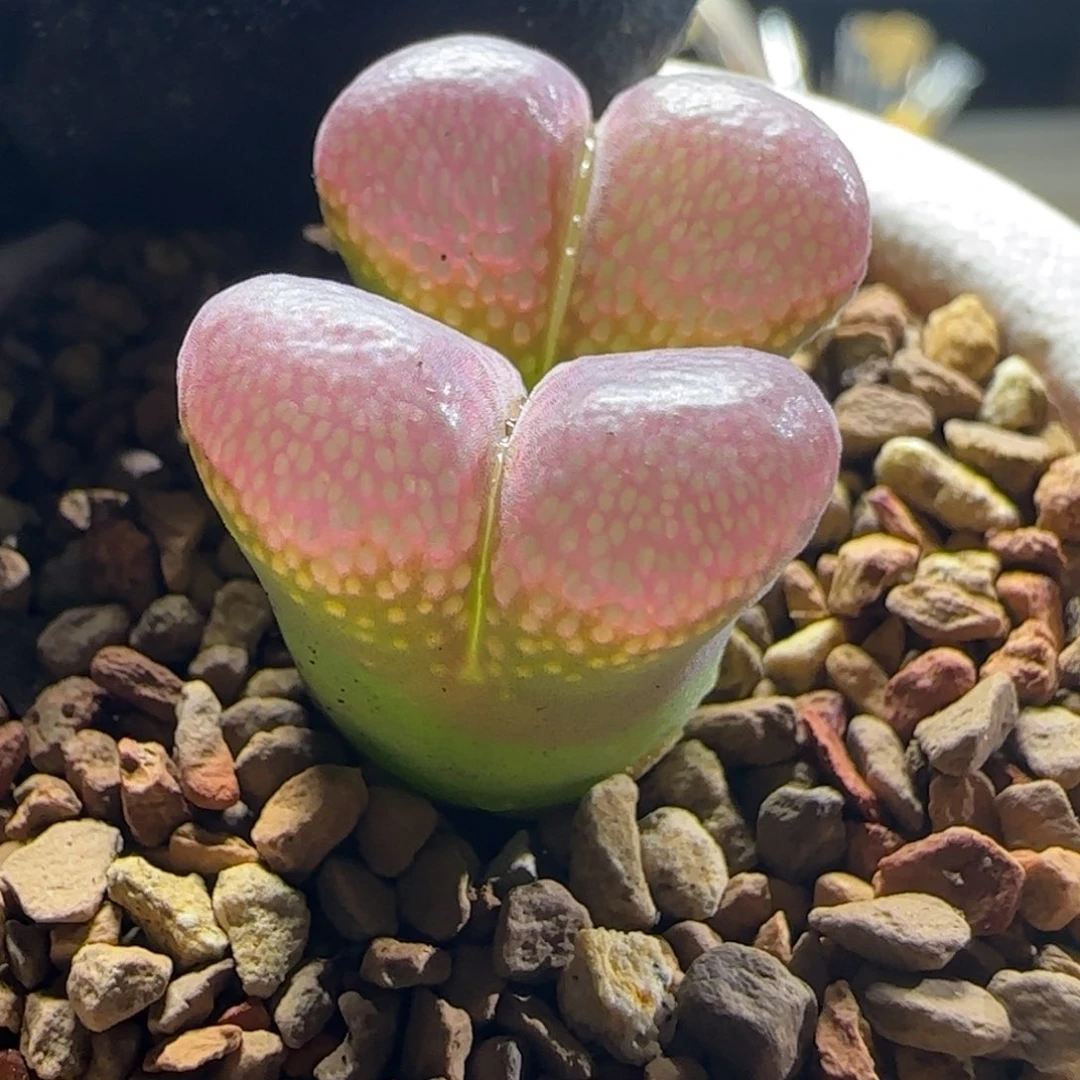 多肉植物红风铃151号（满38元包邮）