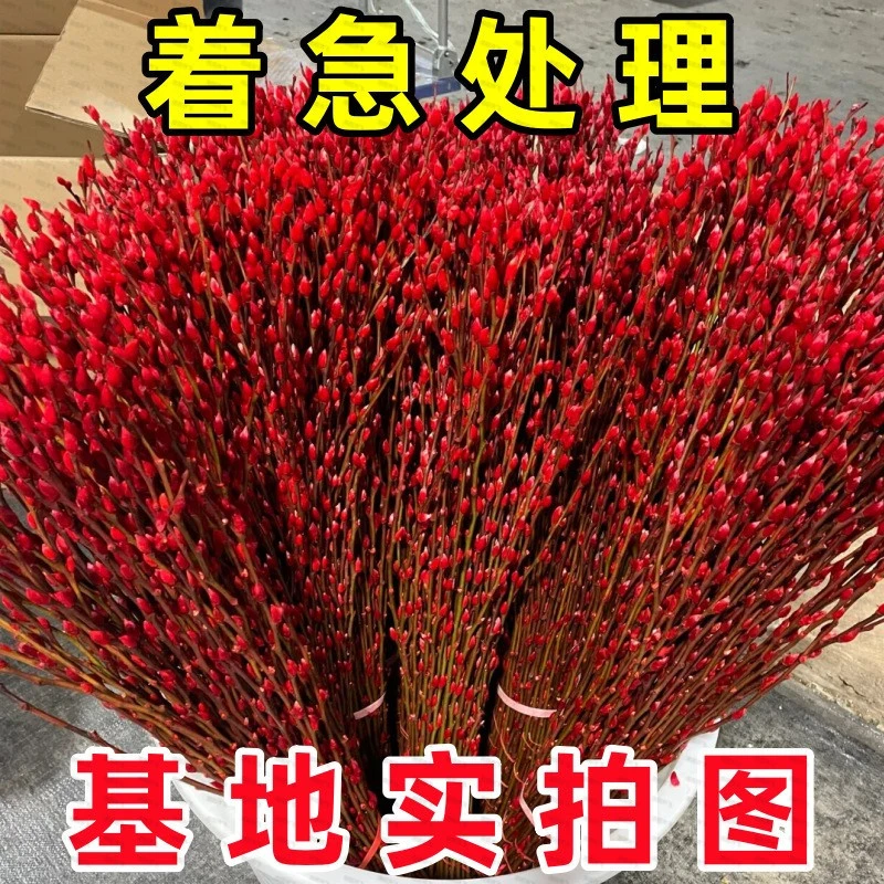 正宗银柳基地直发红色招财银柳干花真花鲜枝耐寒年宵花室内客厅摆