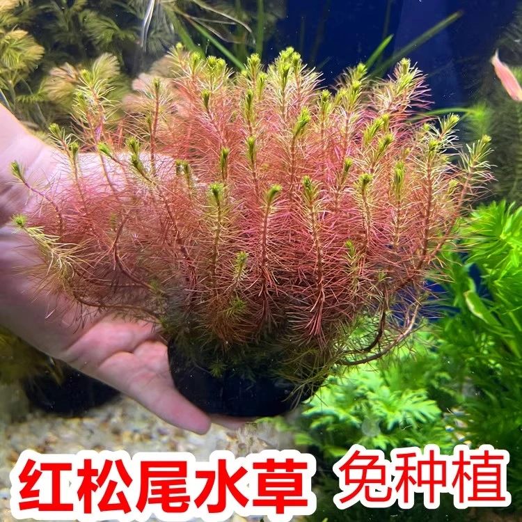 红松尾水草紫红玫瑰坨草丁香草植物鱼缸草缸造景水培增氧净化淡水