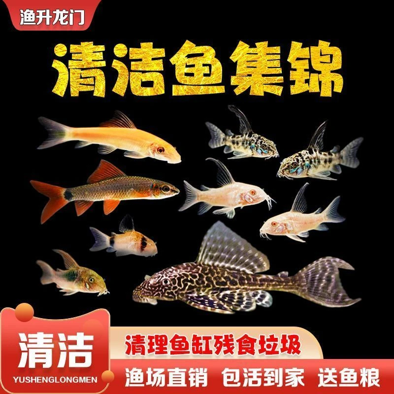 【清洁鱼】热带观赏鱼清道夫鱼老鼠鱼花椒鼠白鼠咖啡鼠青铜鼠工具鱼