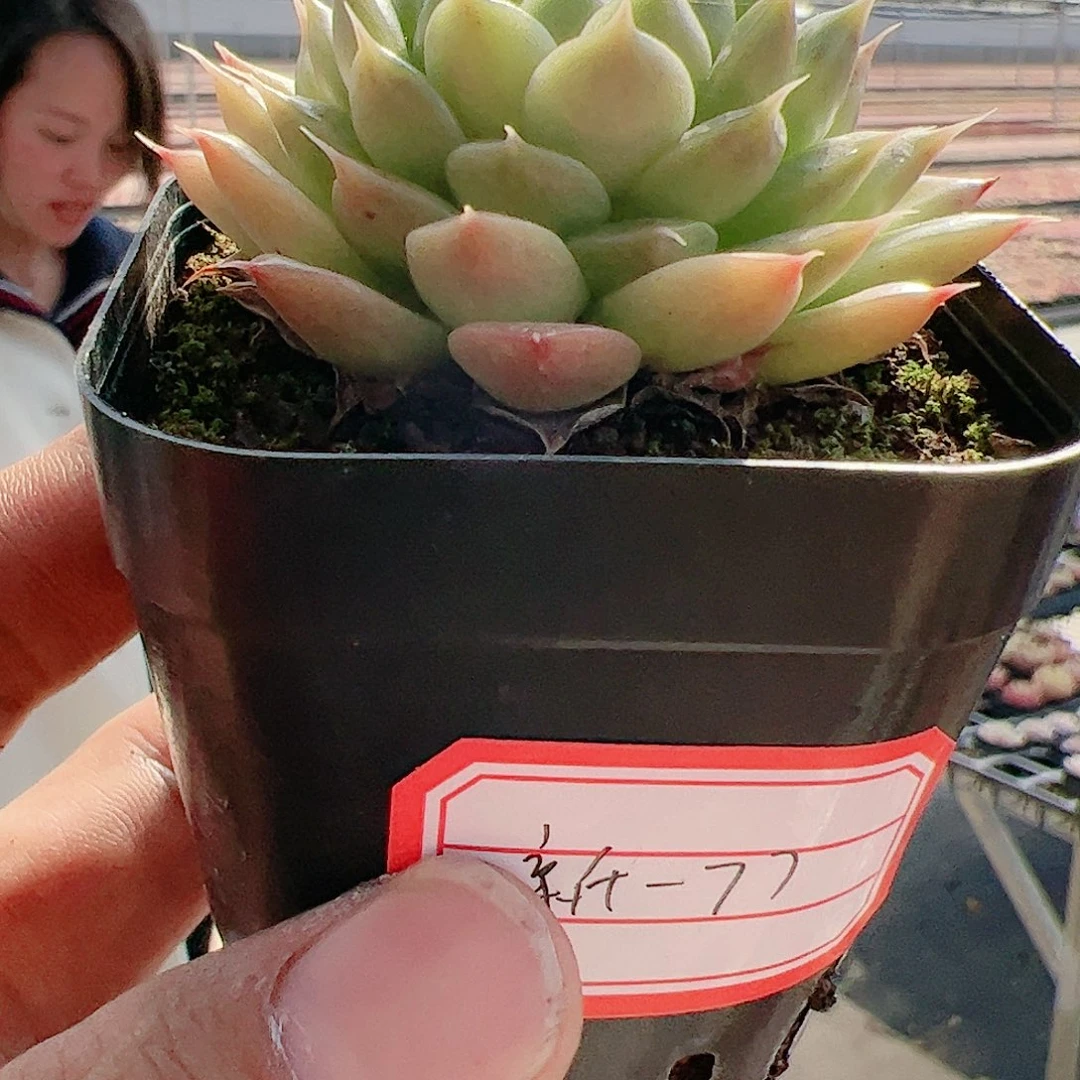 B***o东云多肉园绿睫毛