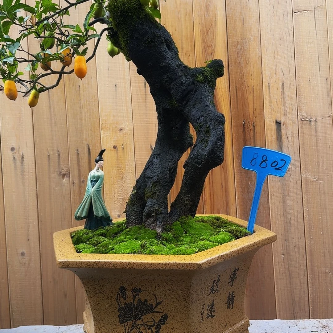 无花朵金弹子一物一拍