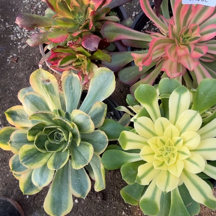 多肉植物489不售后