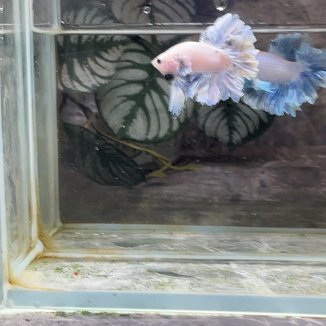 斗鱼育平斗鱼泰国斗鱼