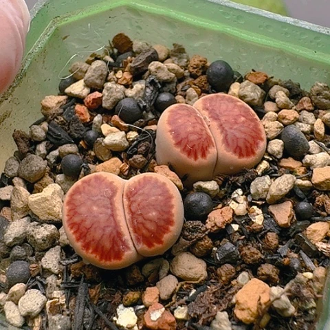 1359菊红窗菊花纹带盆土发货