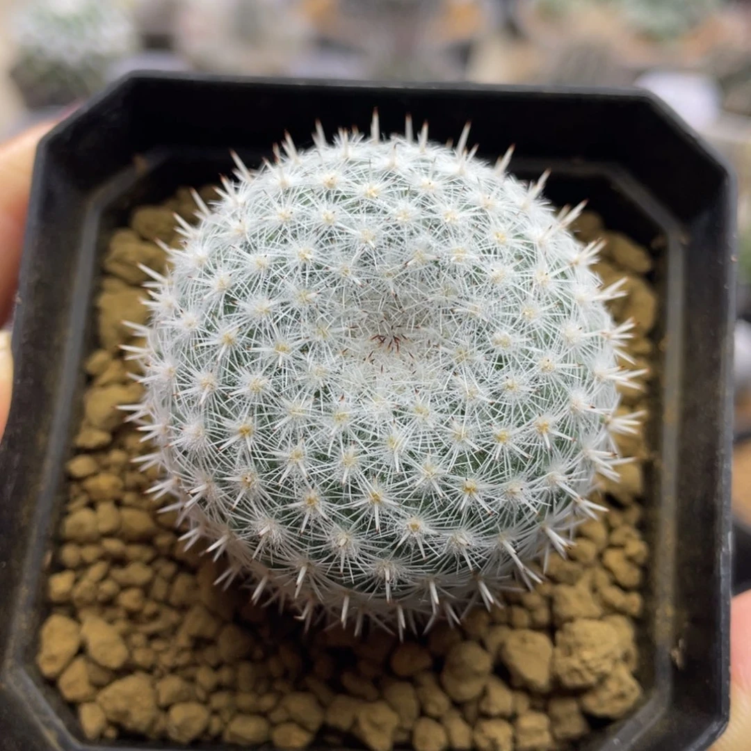 折后价     穴原希望丸   实生根