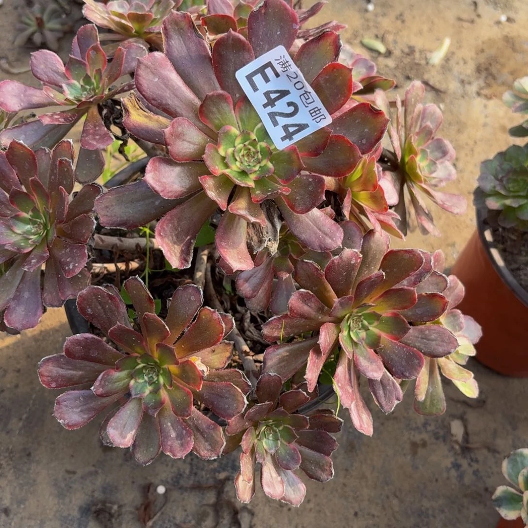 424多肉植物捧花的@