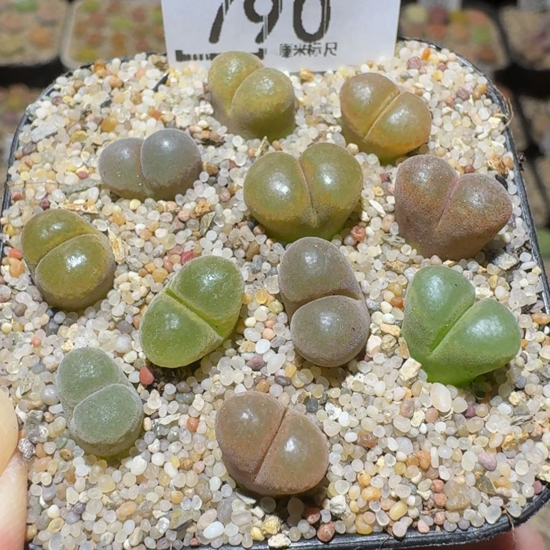 Ssss精品生石花790