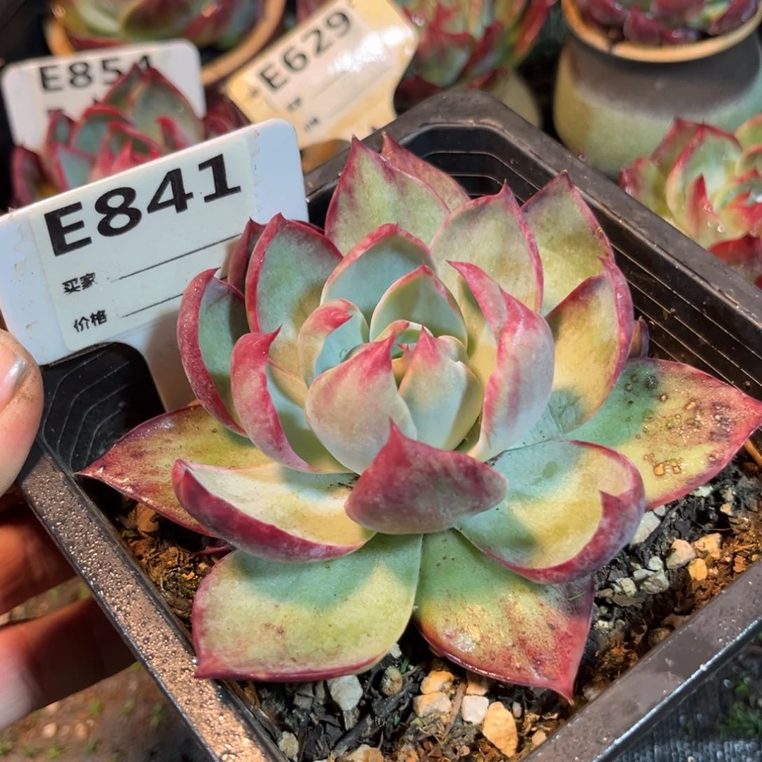 惊鸿一瞥841号多肉