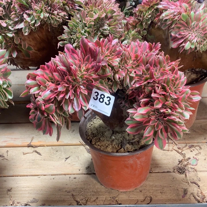 383粉女巫缀多肉大师